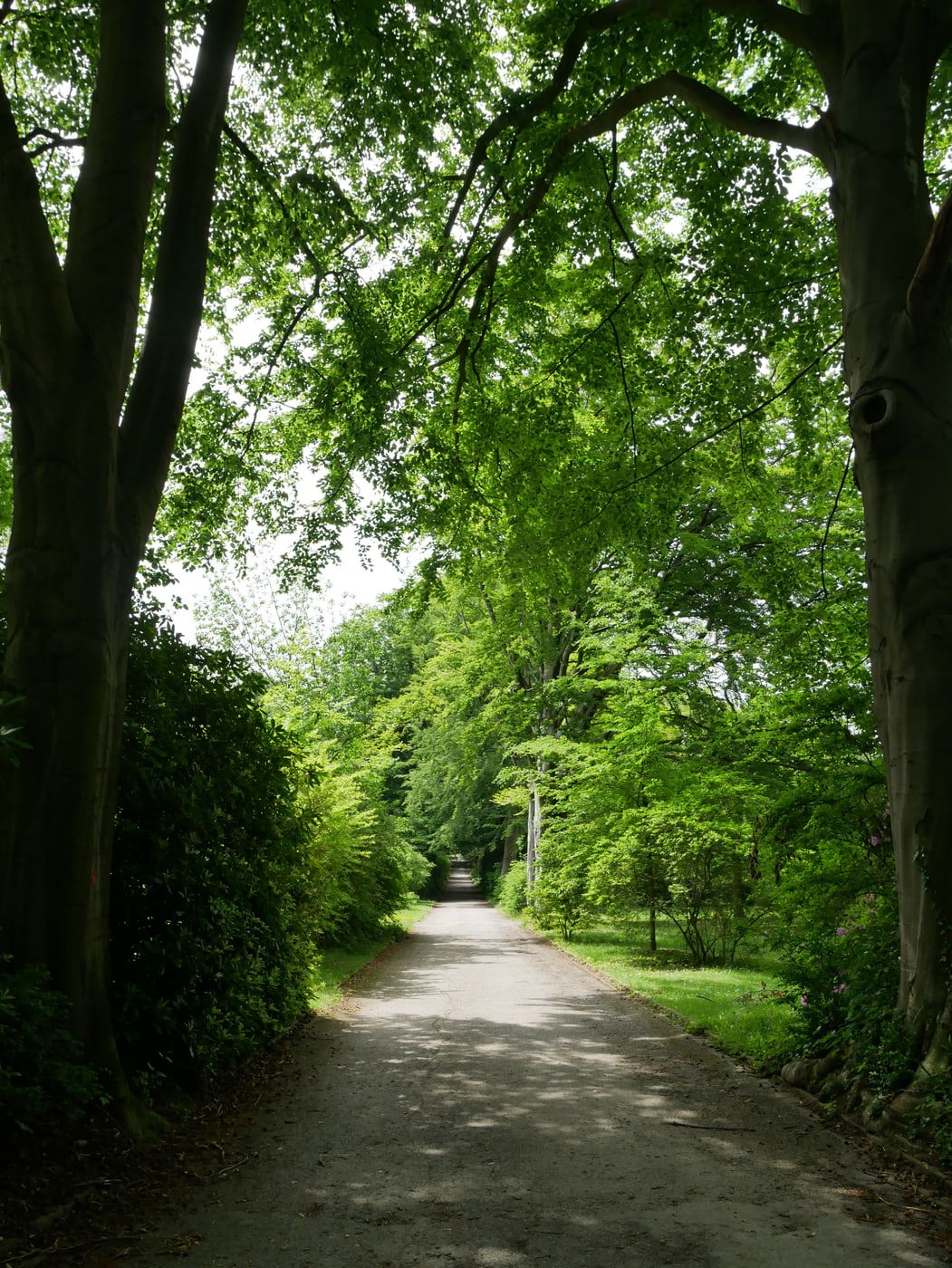 Gerader schattiger Friedhofsweg unter dichtem grünem Blätterdach, gerahmt von mächtigen glattrindigen Baumstämmen und Rhododendren auf Hauptfriedhof Dortmund