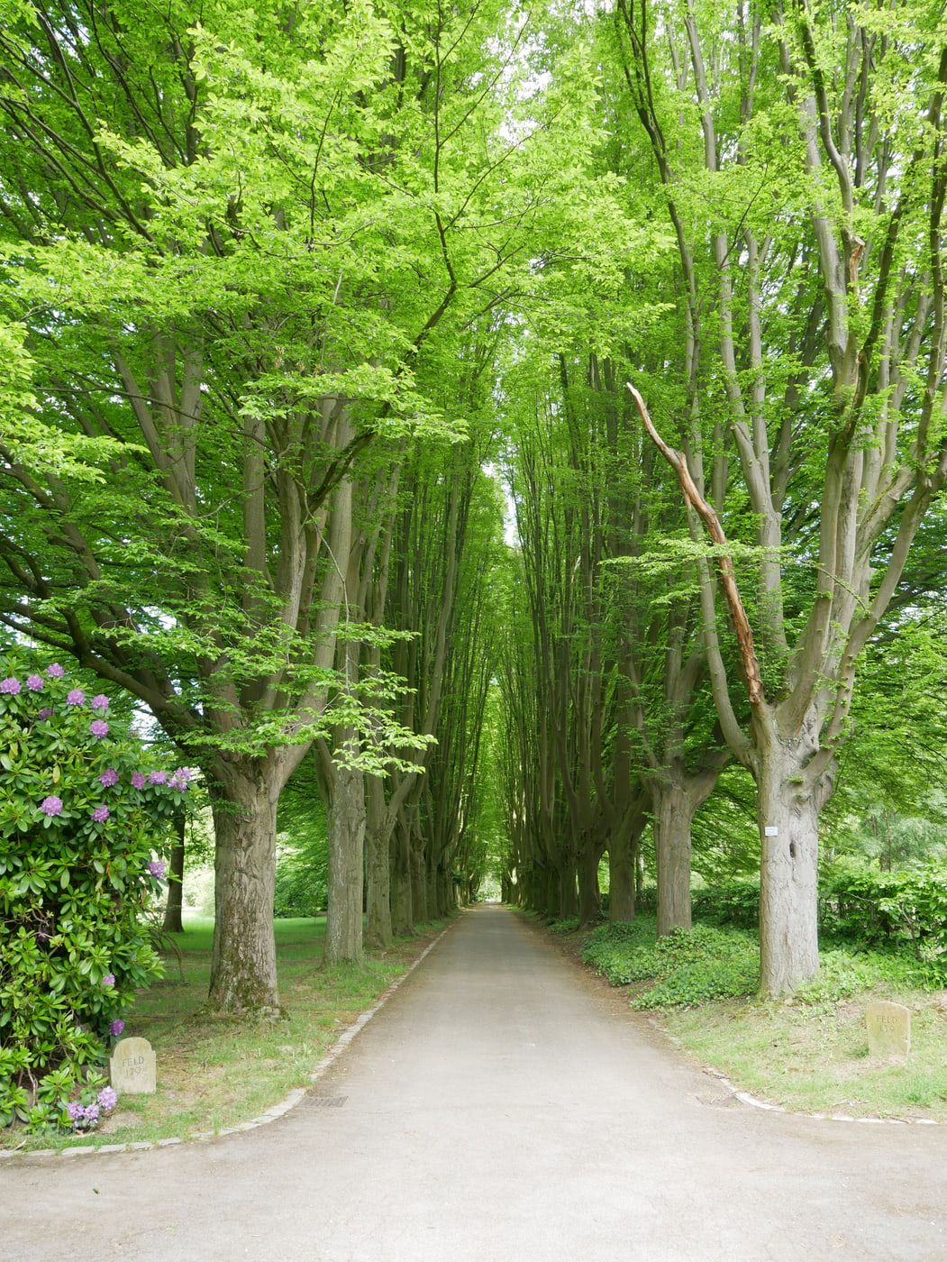 Schmale gerade Allee zwischen Reihen hoher mehrstämmiger Laubbäume, mit blühendem Rhododendron am Weganfang auf Hauptfriedhof Dortmund