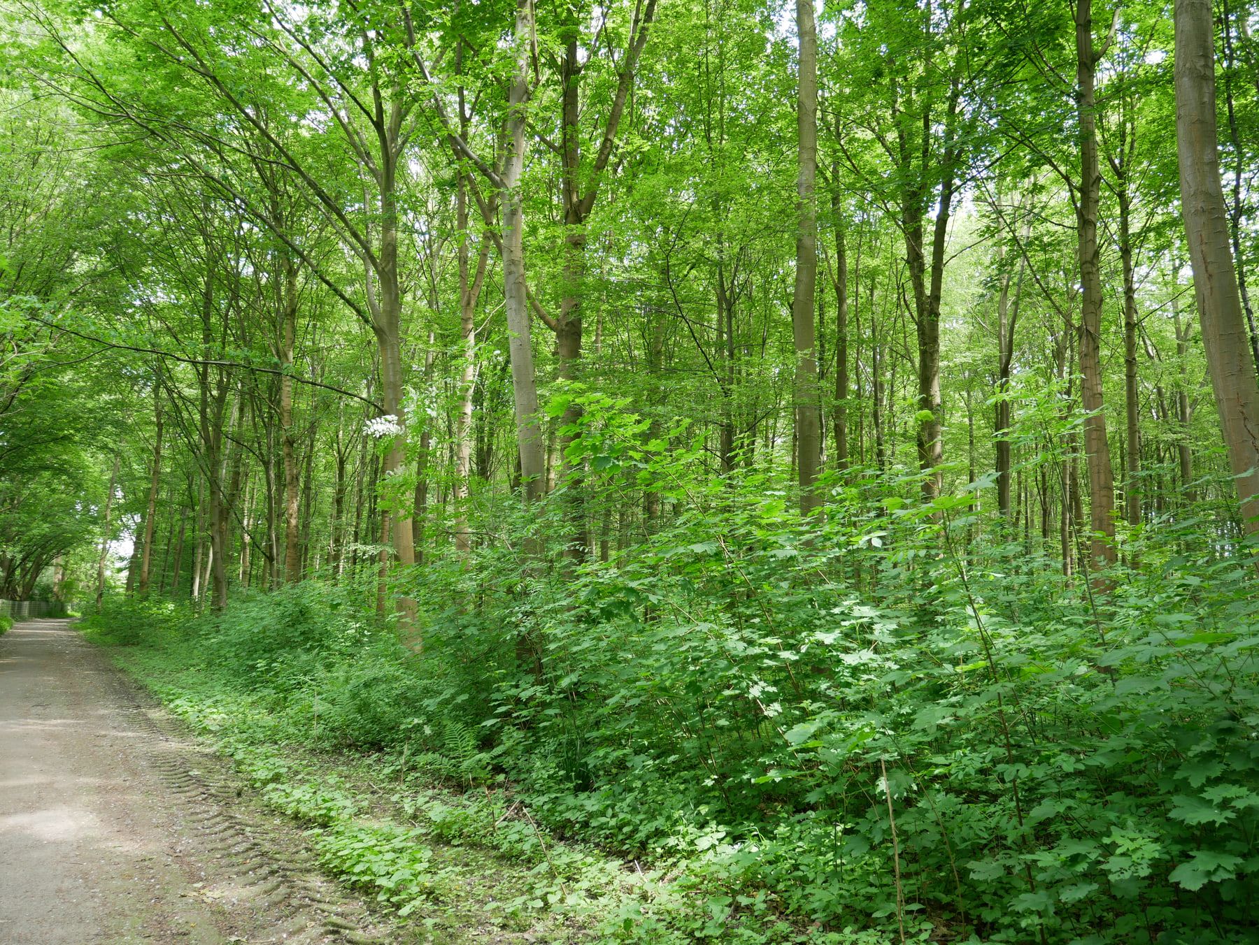 Unbefestigter Weg entlang eines dicht bewachsenen Laubwalds mit üppigem Unterholz auf Hauptfriedhof Dortmund