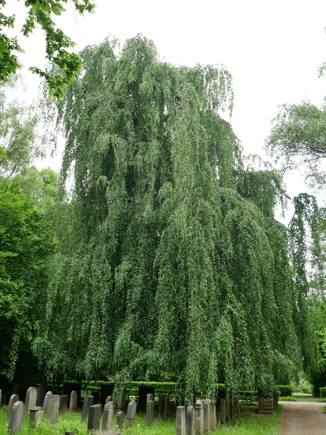 Mächtiger Baum mit weit herabhängender Krone über Reihen schlichter Grabsteine auf Hauptfriedhof Dortmund